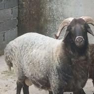 قوچ نر تخمی داشتی