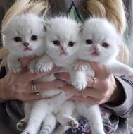 خرید گربه های مینیاتوری اسکاتیش و بریتیش