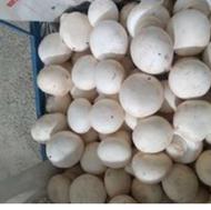 قارچ دکمه ای درجه 1