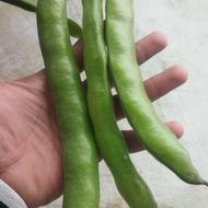باقلا سبز 1500متر