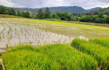 فروش 1700 متر زمین شالی جنب رودخانه