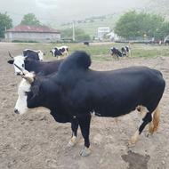 جونکا تخمی سرحال