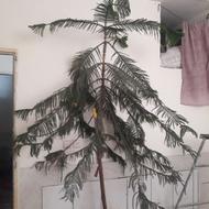 کاج مطبق اپارتمانی