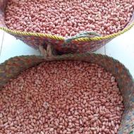 بادام زمینی تازه