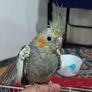 جوجه عروس سرلاکی دون خور