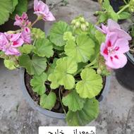 گل شمعدانی