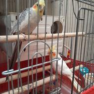 عروس هلندی نرو ماده