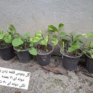 چند عددگل پتوس