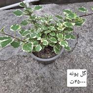 چند عدد گل پونه