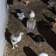 جوجه مرغ و خروس محلی