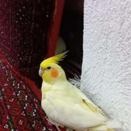 عروس هلندی گم شده