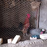 خروس محلی معاوضه هم ندارم