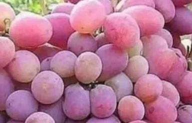 فروش باغ باآب ودرخت زیربار حاشیه رودخانه شهرسامان پل زمانخان