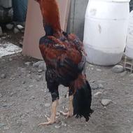 فروش لاری بدن دار خوب