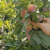 باغ 400متری