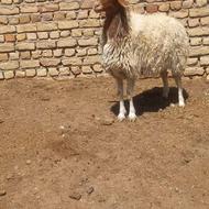 بره ماده آبستن