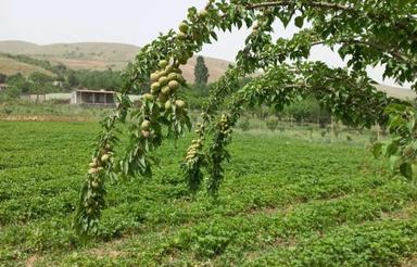 باغ با درخت و زراعی