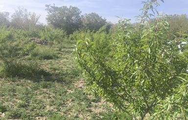 باغچه کشاورزی نقلی