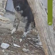 واگذاری توله سگ 4 ماهه واگذار