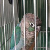 گیرنچک نر و ماده
