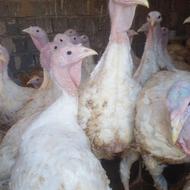 بوقلمون گوشتی بیوتی