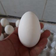 فروش تخم قوغاز نطفه دار