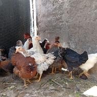 مرغ زینتی دم تخم
