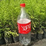لاوسون نایلکسی ریشه پرس دوساله