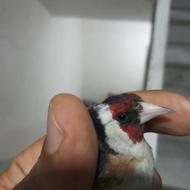 سهره نر کرواتی