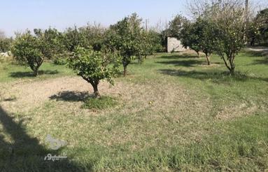 500 متر باغ مرکبات قراخیل