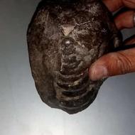 سنگ، احتمالا فسیل، ولی مشخص نیست چه فسیلیه.