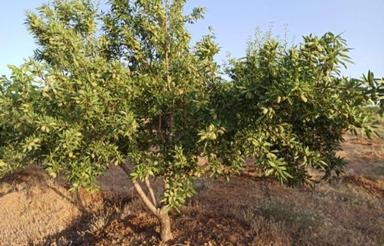 زمین باغی واقع در سامان