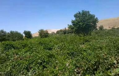 باغ کشاورزی انگور