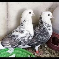 کبوتر معاوضه دارم با همه چیز به جز حیوان