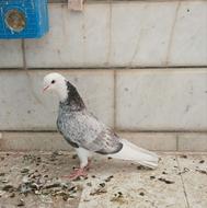 کبوتر جوان 3 تا