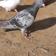 6عدد کبوتر
