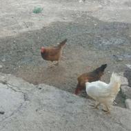 مرغ و خروس درجه یک فروشی