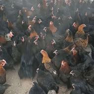 مرغ تخمگذار گلپایگانی اصلاح شده