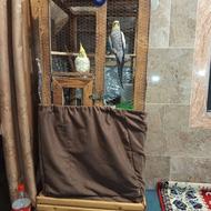 عروس هلندی.نر سخنگو