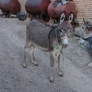 یک عدد کره خر نر
