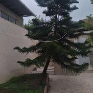 درخت کاج مطبق