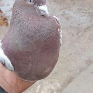 کله قرمز نر مست