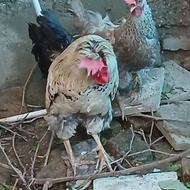 یک عدد مرغ و یک عدد خروس