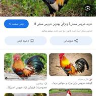 انواع سربریدن خروس و مرغ های محلی شما