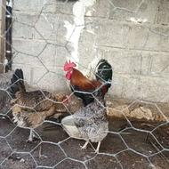 فروش طوطی بازی گوش،خروس محلی