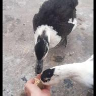 اردک نروماده محلی وتخم گذار