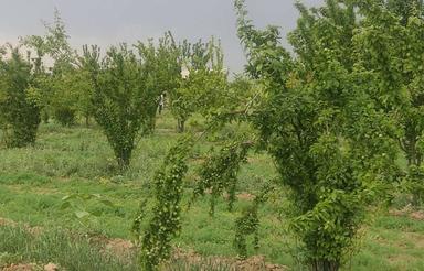 فروش تعدادی باغچه