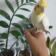 عروس هلندی