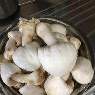 قارچ دلمه ای تازه گوبله خودمون