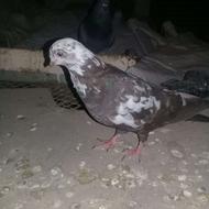 چند عدد کبوتر